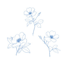 Rose hip wild spring flowers, abstract floral sketch art