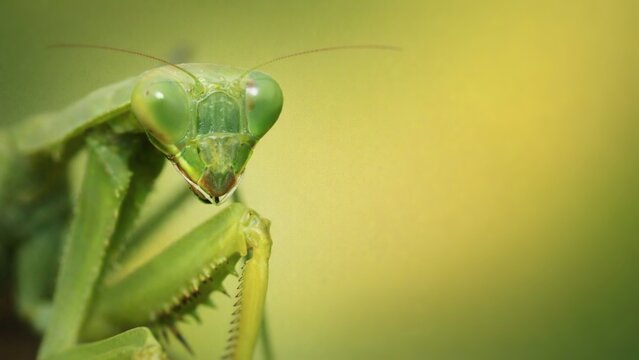Extreme close-up macro of a green praying mantis with sharp details and shallow depth of field, green gradient background, representing wildlife, nature, and insect anatomy. space for text. - Powered by Adobe