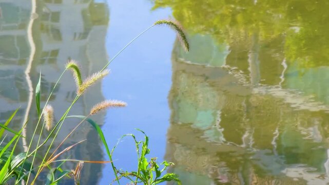Green bristlegrass, which is called foxtail. autumn atmosphere with it