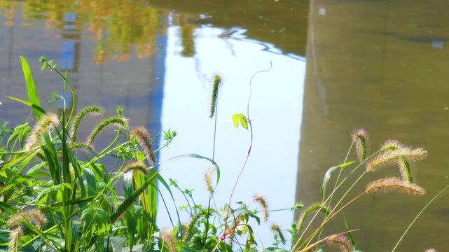 Green bristlegrass, which is called foxtail. autumn atmosphere with it