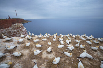 Northern Gannets breeding colony on the steep red sandstone cliffs of Heligoland. Wild seabirds...