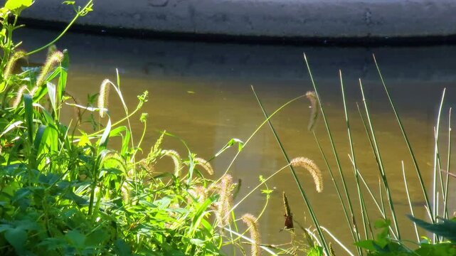Green bristlegrass, which is called foxtail. autumn atmosphere with it