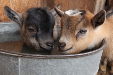 Two adorable baby goats, one dark and one brown, drink fresh water from a rustic metal trough on a farm.