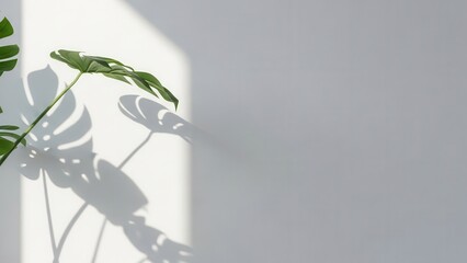 white rose in a vase