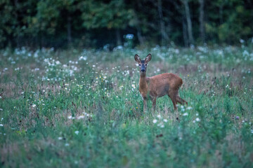 roe deer © zamass