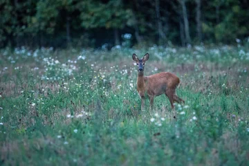 Fototapeten Rehe roe deer  © zamass