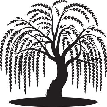 Silhouette of a weeping willow tree with long drooping branches against a white background in monochrome