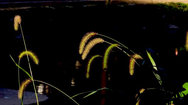 Green bristlegrass, which is called foxtail. autumn atmosphere with it