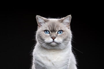 Obraz premium fluffy blue eyed shaded british shorthair cat looking at camera, portrait on dark background