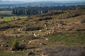 Troupeau de moutons en train de brouter 