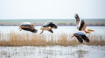 A flock of pelican birds walks along the blue lake of Cyprus. Flying pelicans in the blue sky....