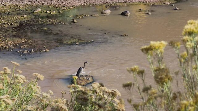 Great Blue Heron awaits a fish in northern New Mexico's fast-moving Chama River, Part 1 of 3 in sequence