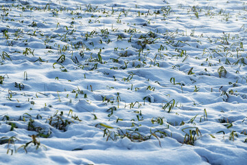 Green sprouts of winter wheat under the snow.  Winter, January