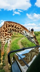 Giraffe bending down interacting with safari vehicle on savanna © Michael
