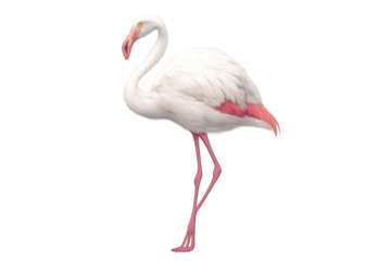 Flamingo standing, showing elegant white and pink feathers with long legs and curved neck on transparent background