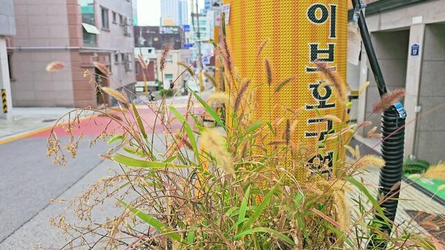 Green bristlegrass, which is called foxtail. autumn atmosphere with it