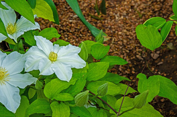 White clemantis with defocused earthy background