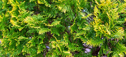 Cedar branch needles closeup