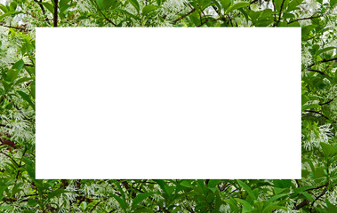 White fringetree background with open copy space