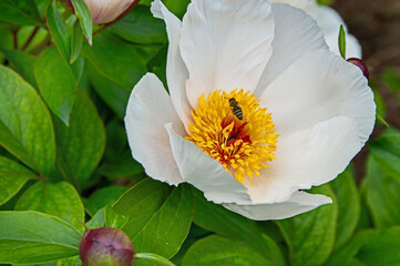 Honeybee hovering over peony