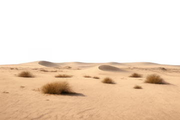 Desert sand dunes with dry sparse vegetation and wind blowing across arid landscape, transparent background