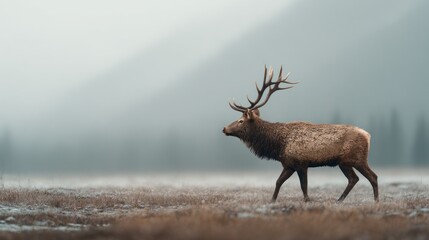 Majestic elk strolling on the foggy landscape, wild in the autumn wilderness