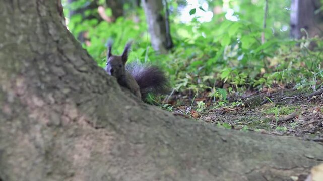 Red squirrel perched on a tree trunk in a lush green forest. Wildlife scene showing a small mammal in its natural habitat with soft bokeh background. European woodland animal, nature and ecology conce