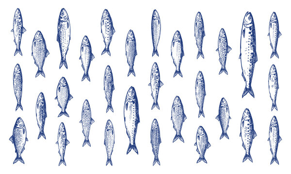 Hand drawn sardine species vector set, isolated fish illustrations