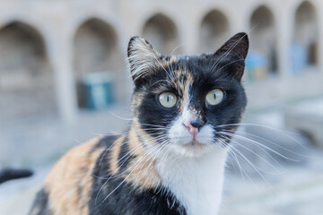 Cats living and walking the streets of Baku