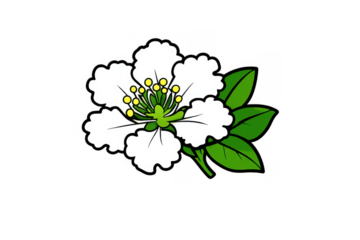 White flower with green leaves blooming in nature, portraying spring season and botany. Vector illustration on a transparent background
