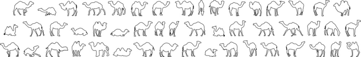 Large vector set of camel silhouettes in minimalist line art. Includes dromedary and bactrian camels in diverse poses like walking, sitting, and standing.