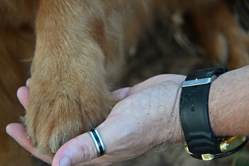human hand holding dog paw, bond between person and dog, trust and companionship with pet, gesture of care and friendship, dog paw,pet father
 
