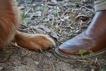 dog paw touching human boot, human and dog connection outdoors, companionship and trust in nature