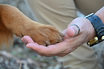 human hand holding dog paw, bond between person and dog, trust and companionship with pet, gesture of care and friendship, dog paw,pet father
 
