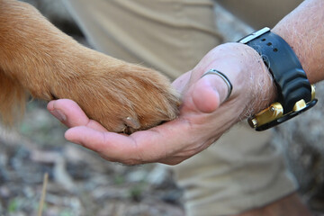 human hand holding dog paw, bond between person and dog, trust and companionship with pet, gesture of care and friendship, dog paw,pet father
 
