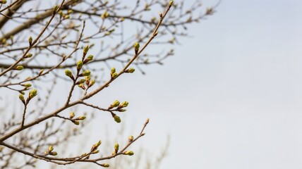 Spring tree branches with fresh green buds against a white sky. Nature background with copy space for text. Seasonal growth concept