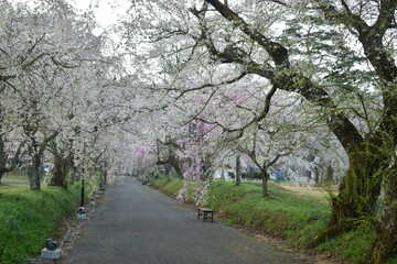 Obraz premium 山口 山口県 徳佐八幡宮 桜