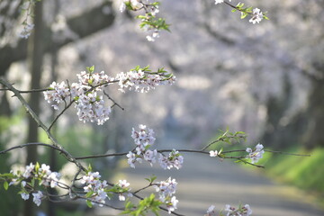 山口　山口県　徳佐八幡宮　桜