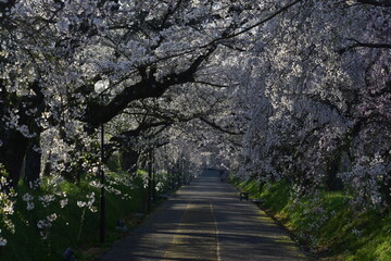 山口　山口県　徳佐八幡宮　桜