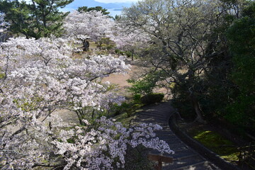 山口　山口県　笠山山頂園地　桜　春