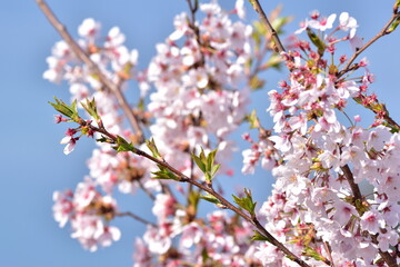 山口　山口県　笠山山頂園地　桜　春