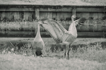 Sandhill cranes forage peacefully along the edge of a beautiful pond in Tampa Bay, Florida, surrounded by calm waters and lush greenery. Their tall silhouettes and graceful movements reflect softly on