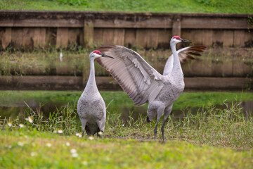 Sandhill cranes forage peacefully along the edge of a beautiful pond in Tampa Bay, Florida, surrounded by calm waters and lush greenery. Their tall silhouettes and graceful movements reflect softly on