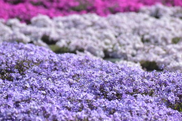 広島　春　芝桜　花夢の里