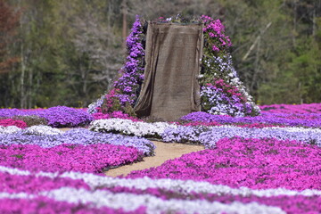 広島　春　芝桜　花夢の里