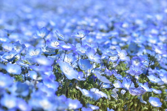 広島　春　ネモフィラ　花夢の里