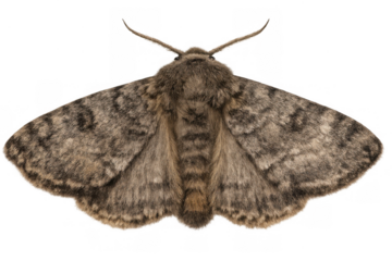 Brown moth standing with wings spread displaying fuzzy body and camouflage patterns, transparent background