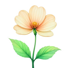 Watercolor illustration of a single light orange flower with green leaves.