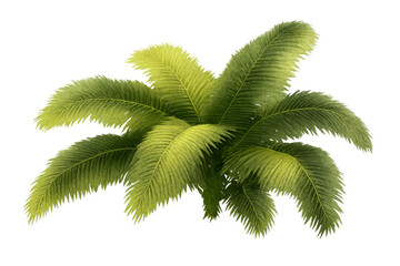 Lush green tropical palm fronds creating natural exotic foliage for design elements on transparent background