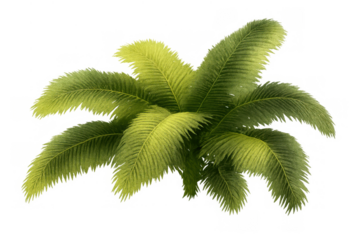 Lush green tropical palm fronds creating natural exotic foliage for design elements on transparent background